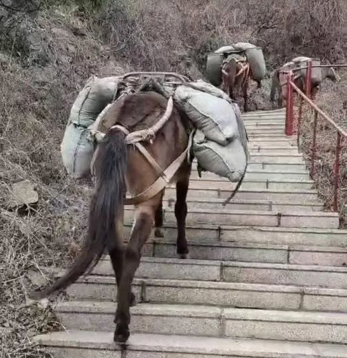 浙江骡马运输